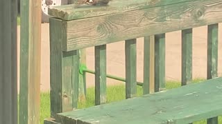 Squirrel On Deck Wakes Up From Nap