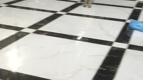 Puppy Makes A Break For Freedom And Fails