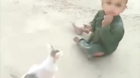 Angry Kitten Fight with Toddler