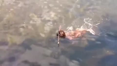 Dog Swimming so funny