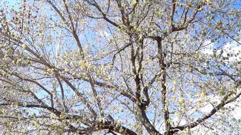 Amazing Swarm of Bees in a Tree - Harvest Haven