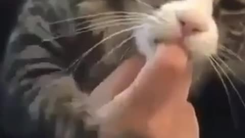 Innocent Kitty Sucking finger 😂😂
