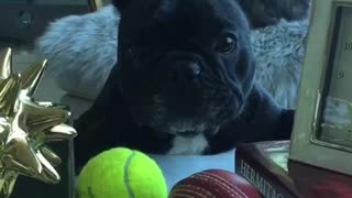 Frenchie wants what she can’t have