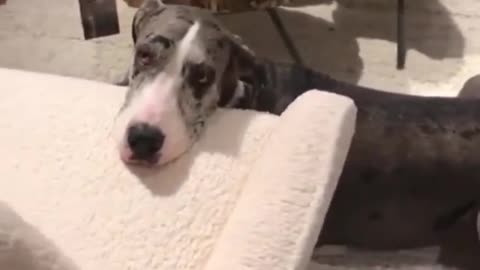 Great Dane Video 18