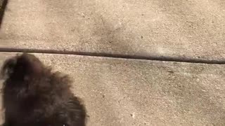 Small black dog snoot challenge misses bark