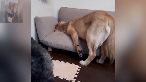 A dog looking for something on the sofa