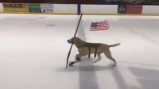 Ice Skating Dog Skates With Hockey Stick In Mouth