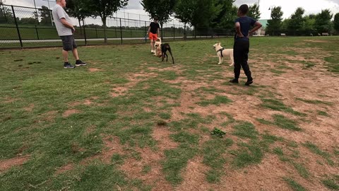 Marley comes in hot, gets the whole park trying to play with or chase him.