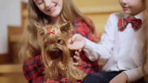 brown Yorkshire Terrier with unrecognizable children smiling caressing dog hair talking