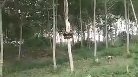 Sneaky Snake Ascends Tall Tree