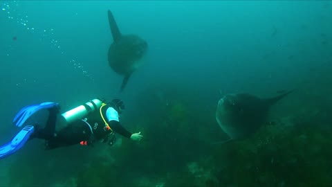 Scuba diver swims among one of the world's most bizarre fish