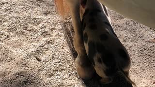 Gentle Horse Lets Piglet Friend Use Legs as an Itching Post