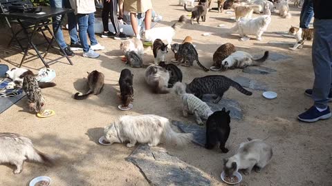 Cat heaven. Hundreds of cats' meals.