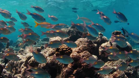 Underwater World 4K - Incredible Colorful Ocean Life Marine Life