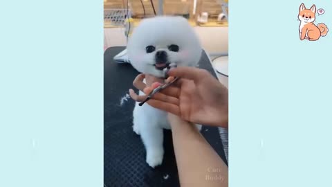 cute puppies compilation cute and funny