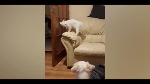 Cucumbers Are Cat's Enemy - Funny Pet Reaction