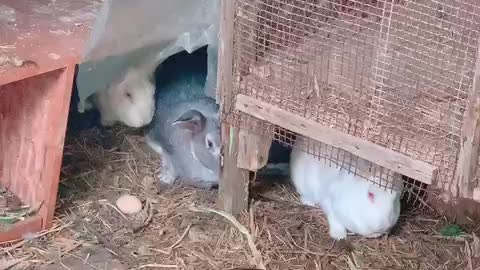 Rabbits with frightened eyes