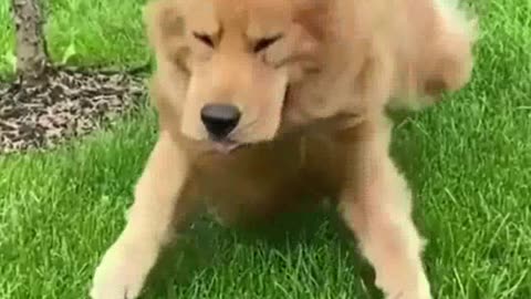 Funny Animals 🤣 Shorts Funny Dog 🐶 Shorts Animals