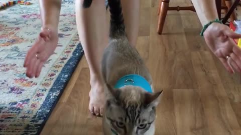 Cat Instantly Falls Over While Wearing Harness