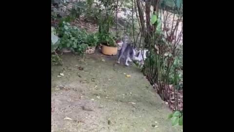 Gray Kitty Daisy Playing Games With White Bunny Becky