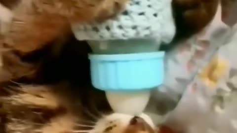 Cute cat video