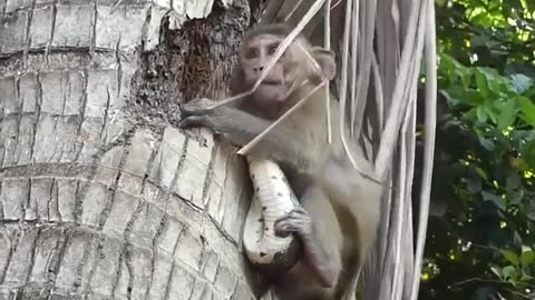 A snake catch little monkey