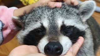 Good massage raccoon
