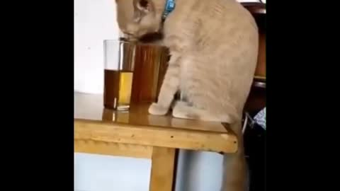 Funny video Cat