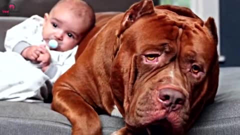Dog Saves A baby by Barking At Babysitter, Intriguing Mom To Hides Camera In Hair