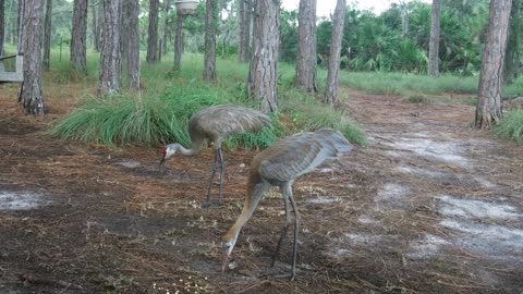 Father and Son Sandhill Cranes