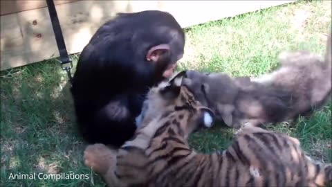 Cutest baby animals (Chimpanzees)