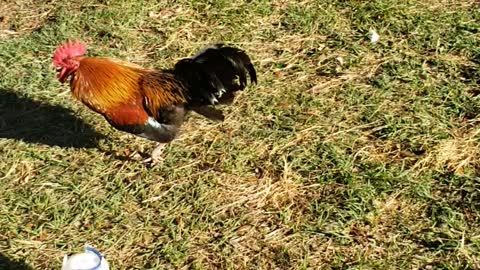 Mr Rooster waits to pounce