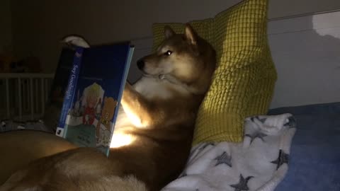 A Shiba Inu reads this kid a bedtime story and even uses a flashlight!