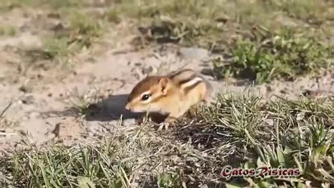 Los animalitos más tiernos! Cual os gusta más?. Videos animales lindos