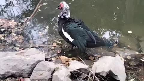 Muscovy Duck Video By Kingdom of Awais