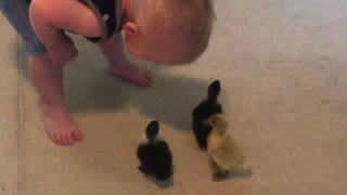 Ducklings think this toddler is their mother