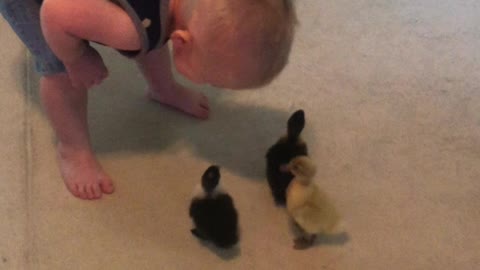 Ducklings think this toddler is their mother