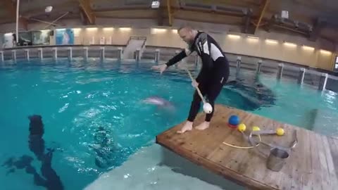 Dolphin entertainment I pool