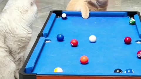 Cats Playing Snooker