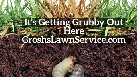 Grubs Williamsport Maryland Lawn Care Service