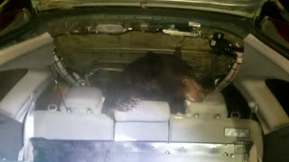 Bear Caught Inside of Car