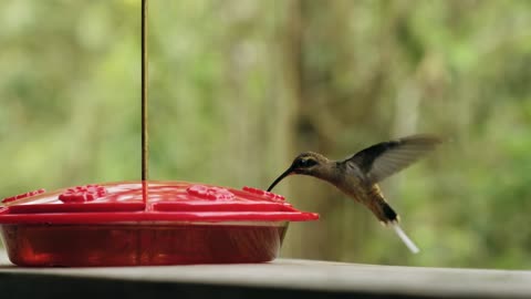 Avian Bird Humming Bird Slow Motion