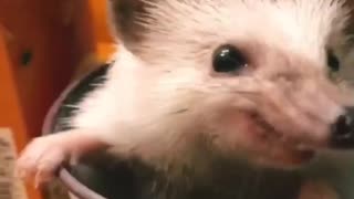 Adorable Hedgehog Sitting inside Cup For Food Party Time With Sam