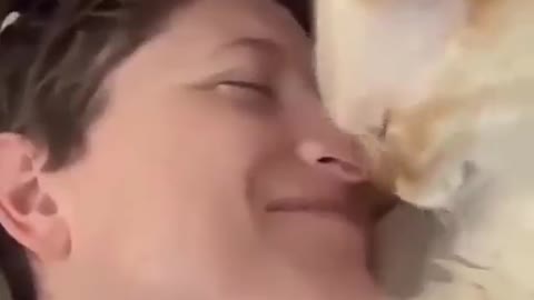 Cat Wants To Nuzzle