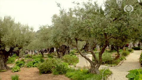 Land of Promise: Garden of Gethsemane | Jesus SURRENDERED completely to the will of the Father! 🤲🏽💧