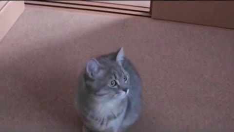 cute cat begging