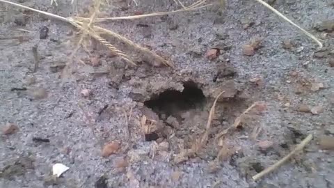 Pequeno buraco de formigas no chão, elas não param de entrar e sair [Nature & Animals]