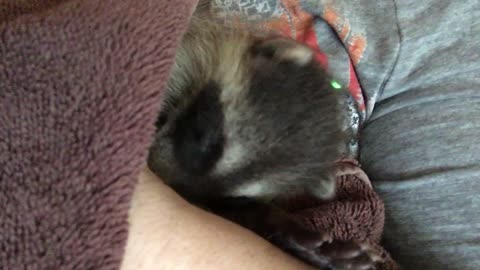 Baby Racoon whose mom was killed