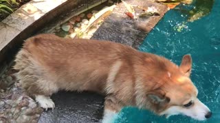 Corgi Gets High Centered Trying to Get Into Pool