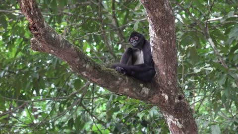 Amazon Wildlife In 4K - Animals That Call The Jungle Home | Amazon Rainforest | Relaxation Film